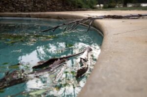 Storms bring wind, and wind can cause falling branches and other flying debris that can damage pool covers